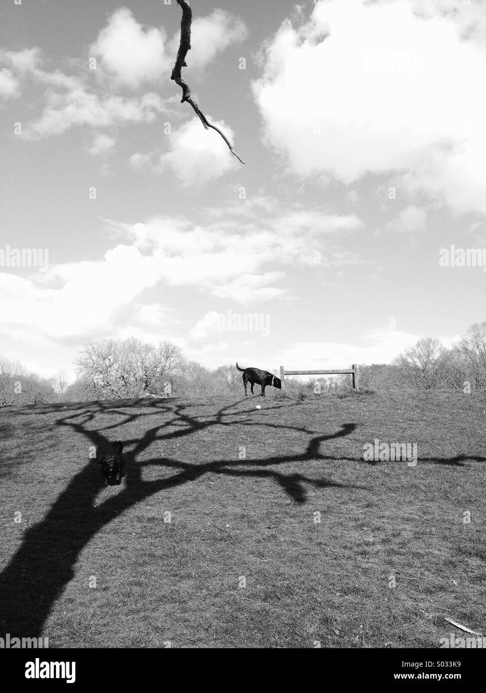 Cane e ombra di alberi nel parco comune - Immagine stock catturata con smartphone