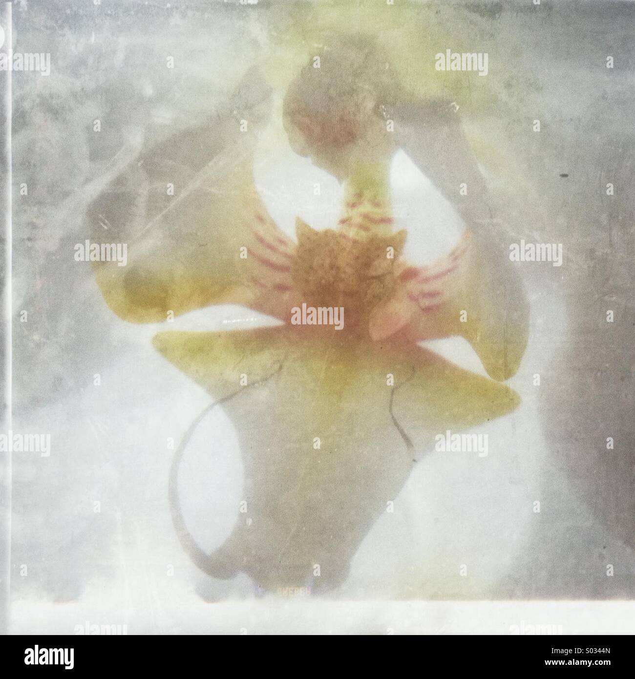 White Orchid flower dettaglio - Immagine stock catturata con smartphone
