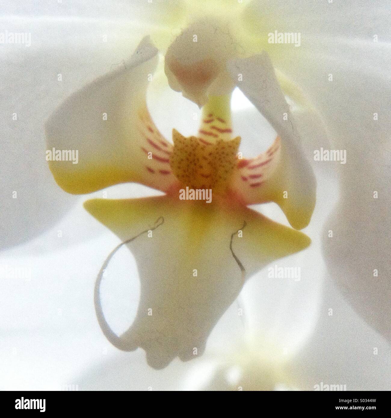 White Orchid flower dettaglio - Immagine stock catturata con smartphone
