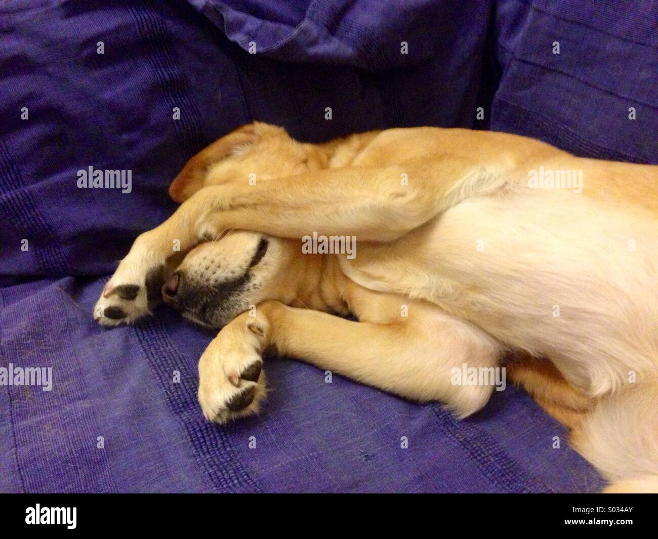 Giocoso Golden Labrador retriever cane nascondere i suoi occhi sul lettino - Immagine stock catturata con smartphone