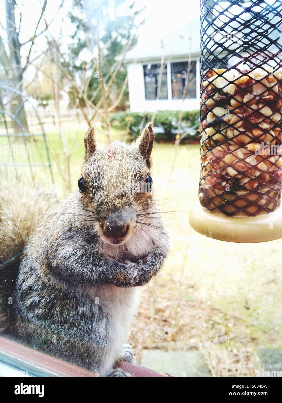 Un Americano di scoiattolo grigio a bird feeder guardando attraverso la finestra. Foto Stock
