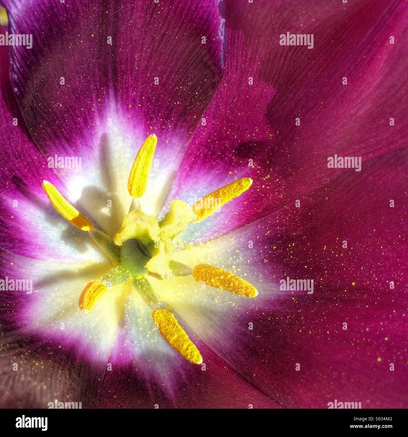Tulip flower stami e di polline Foto Stock