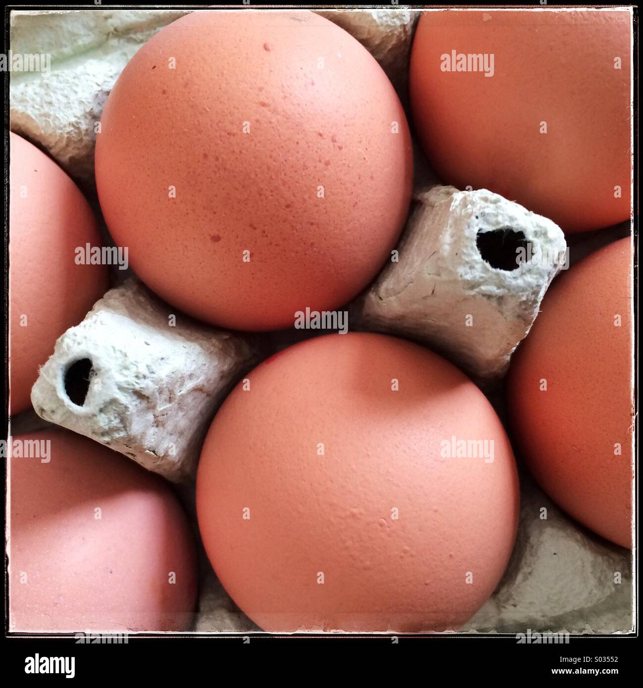 Free range uova di galline in un cartone uovo box Foto Stock