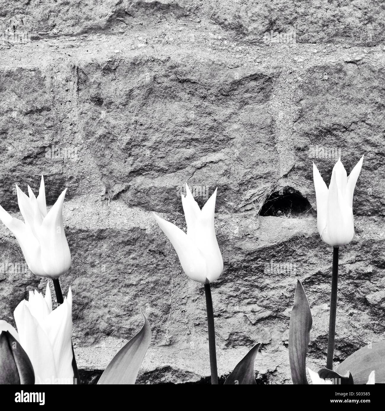 I tulipani contro una parete con una stanza per il testo - Immagine stock catturata con smartphone