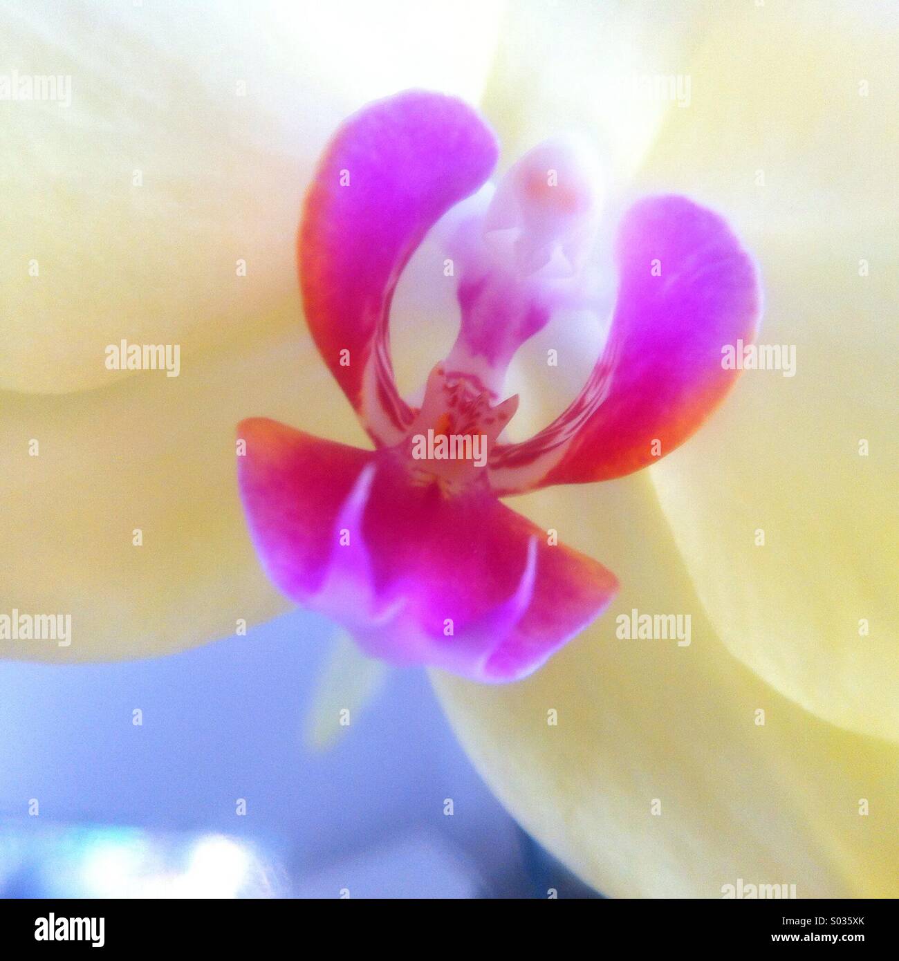 Orchidea - Immagine stock catturata con smartphone