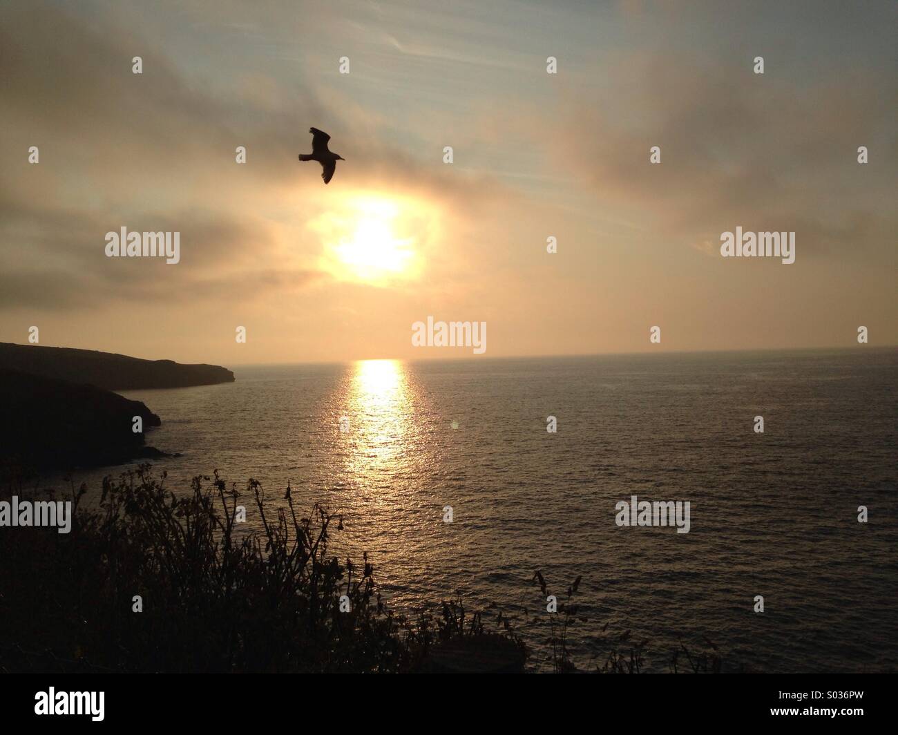 Tramonto al mare,con un uccello scorrevolezza su una leggera brezza di mare. Foto Stock