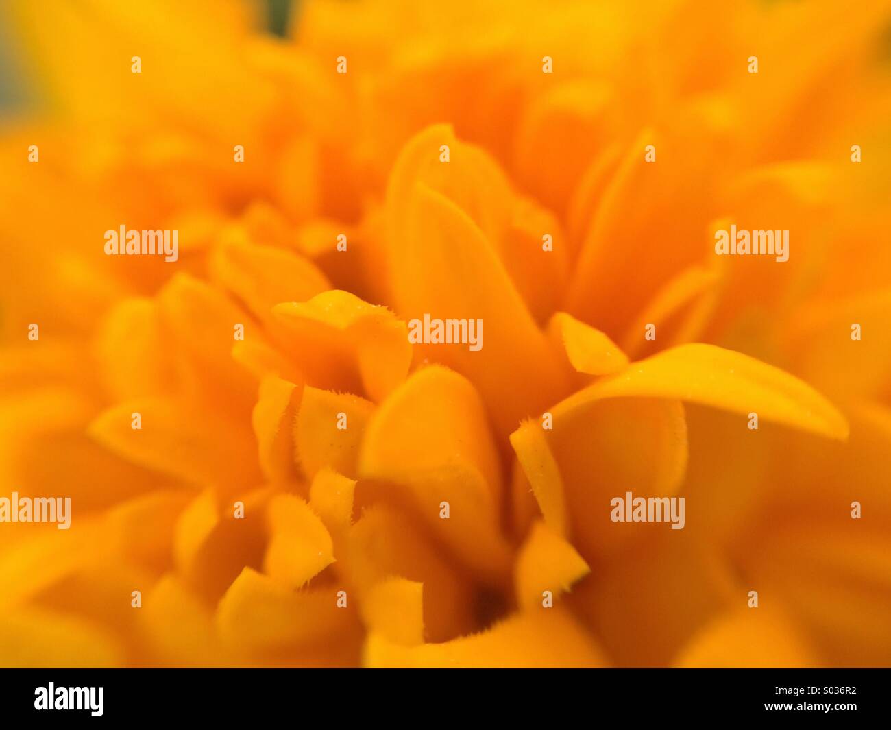 Macro di un arancio Tagetes erecta fiore Foto Stock