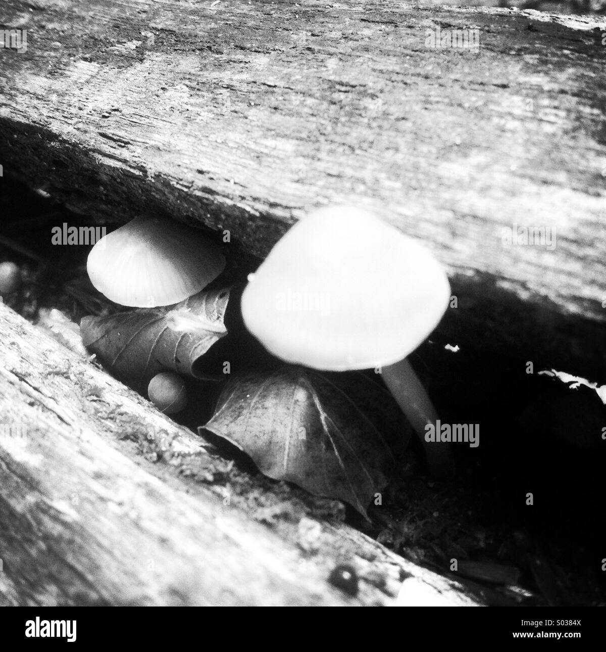 I funghi selvatici nella foresta. Foto Stock