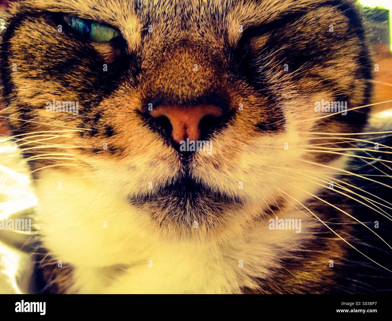 Close up winking cat Foto Stock