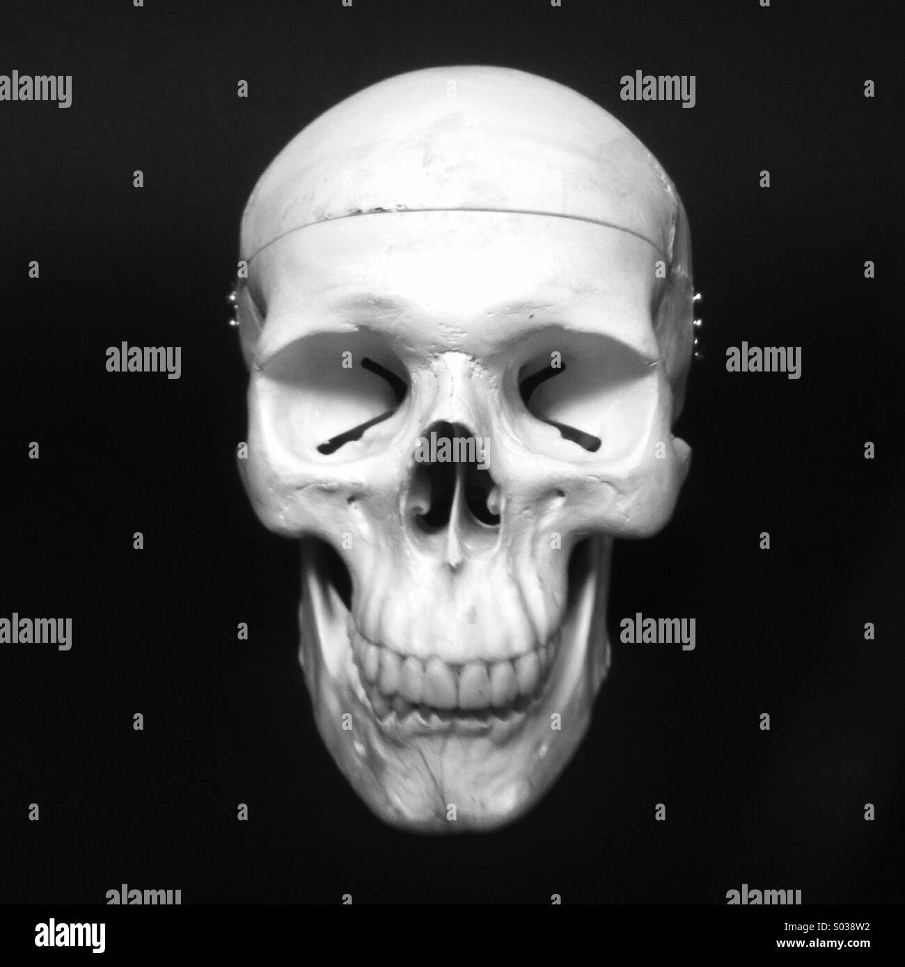 Cranio umano Foto Stock