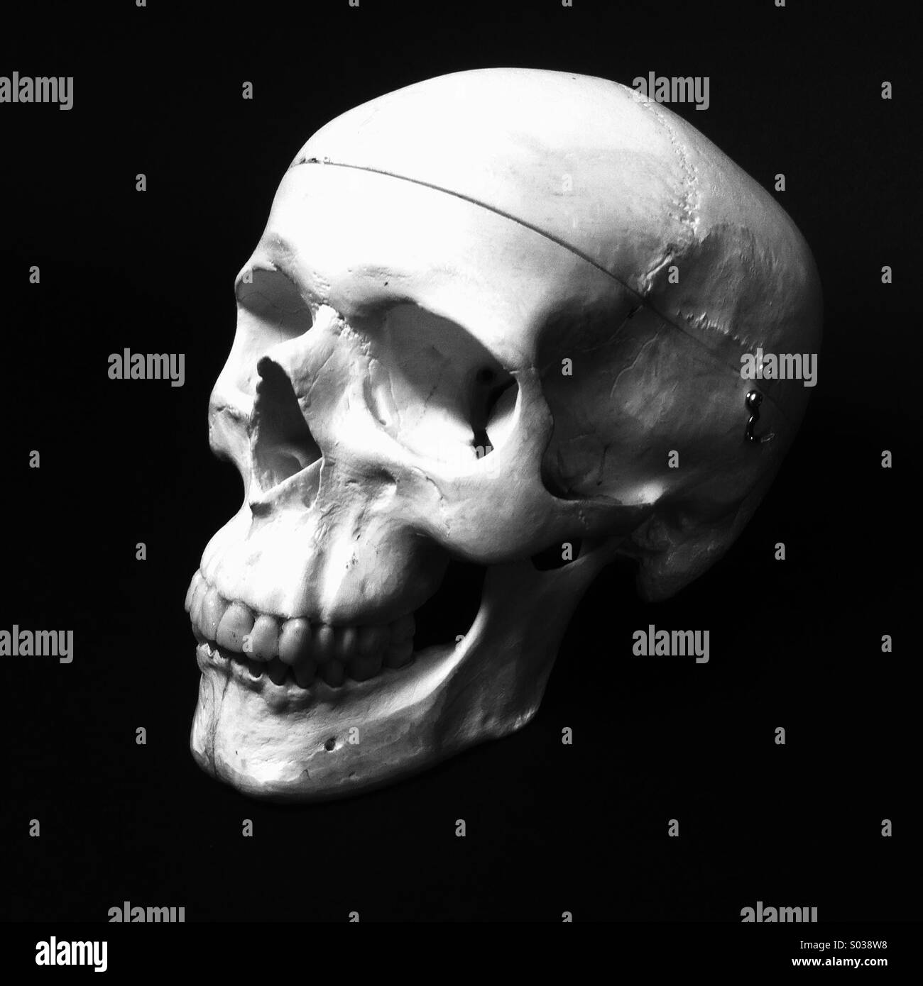 Cranio umano Foto Stock