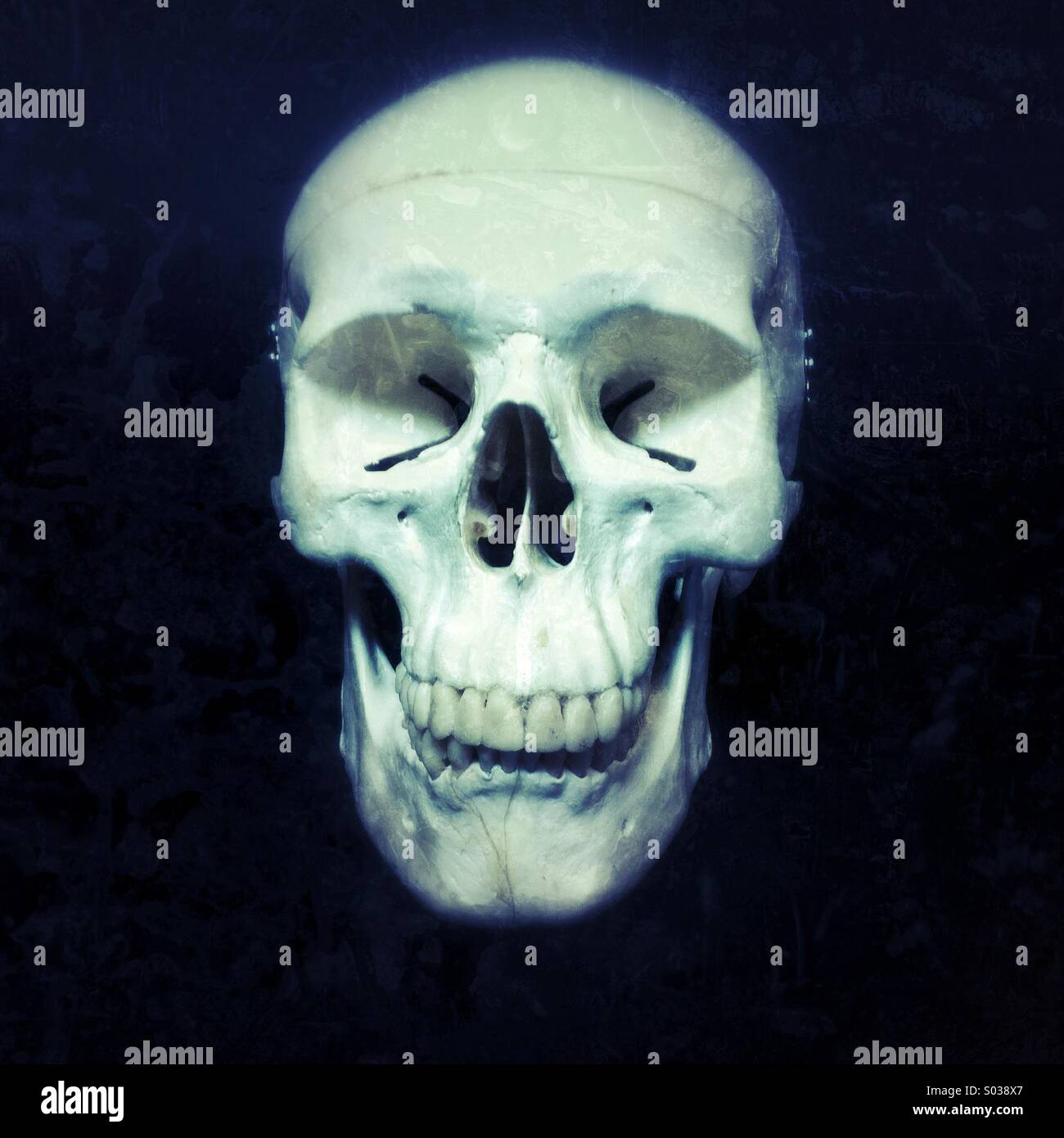 Anatomia del cranio con caratteristiche dettagliate visualizzate su sfondo scuro in un contesto scientifico Foto Stock