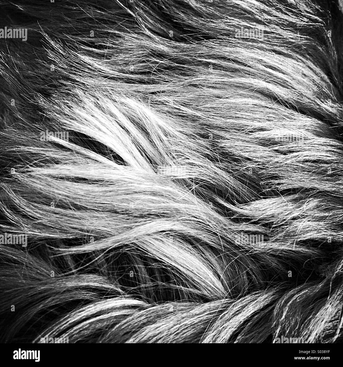 Close up dettaglio di shih tzu dog fur in bianco e nero Foto Stock