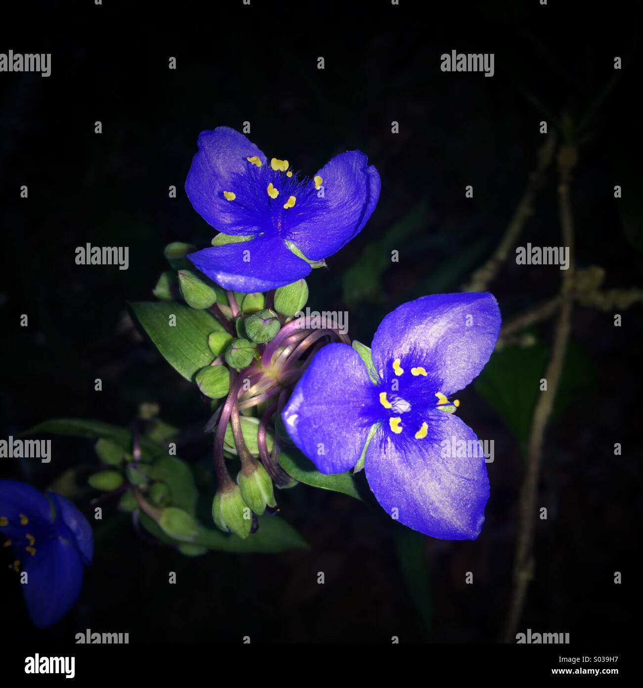 Spiderwort crescente selvatici in Florida Foto Stock