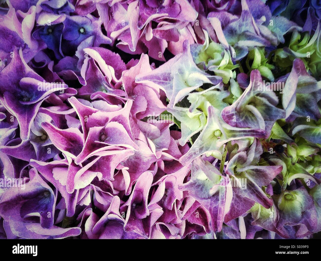 Giardino delle ortensie sfondo floreale Foto Stock