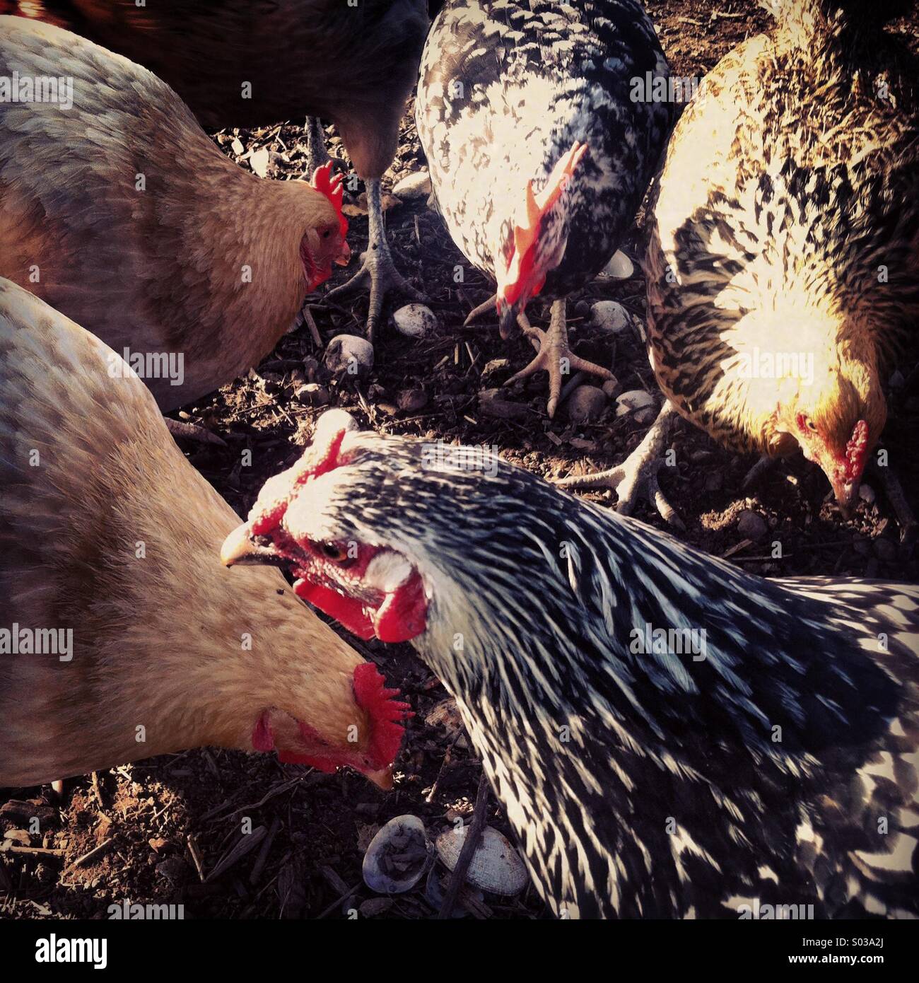 Eredità di polli in una fattoria in Sonoma County Foto Stock