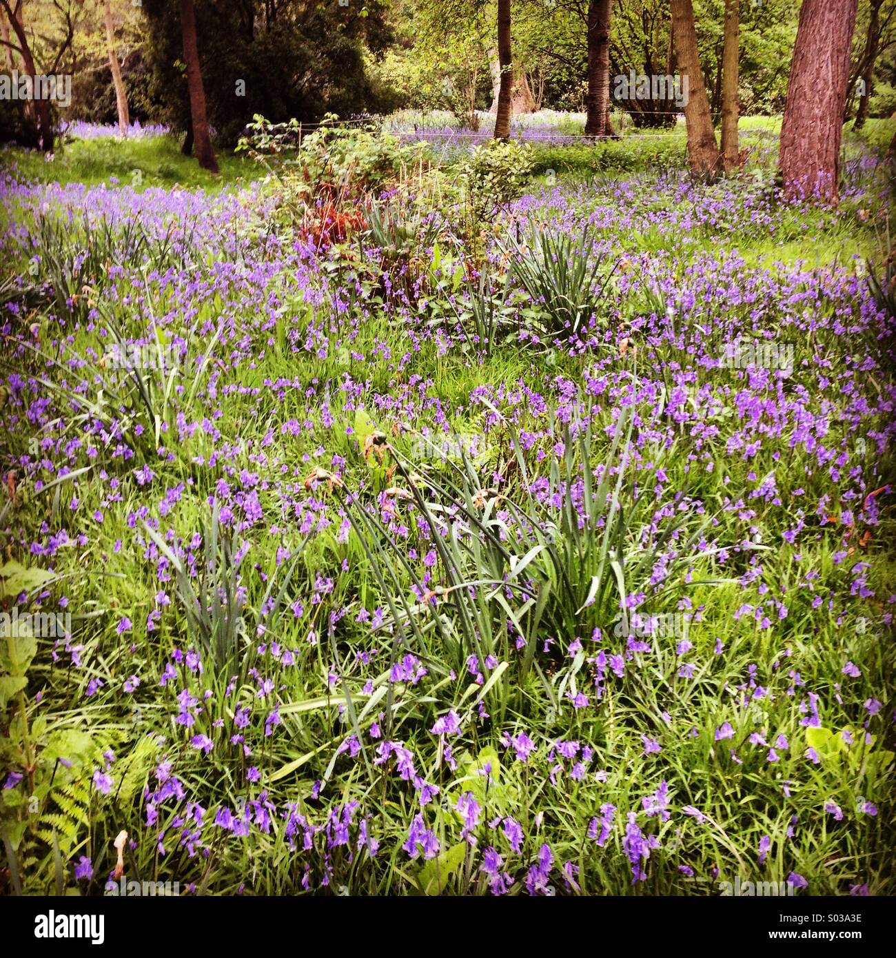 Legno di Bluebell Foto Stock