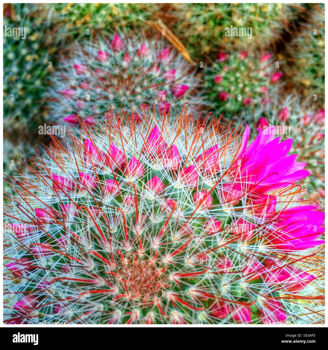 Il fico d'impianto di cactus in fiore. Foto Stock