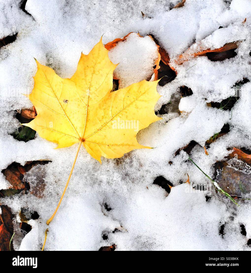 Maple Leaf sulla neve Foto Stock