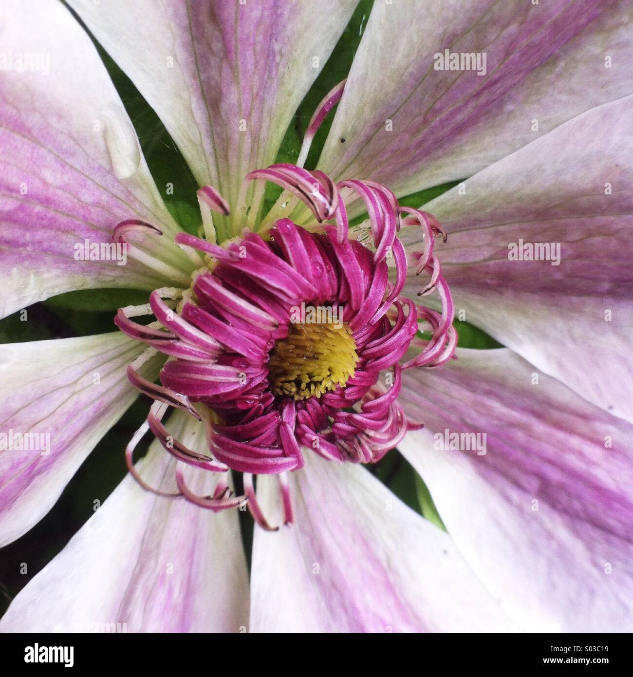 Dettaglio di un clematide fiore Foto Stock