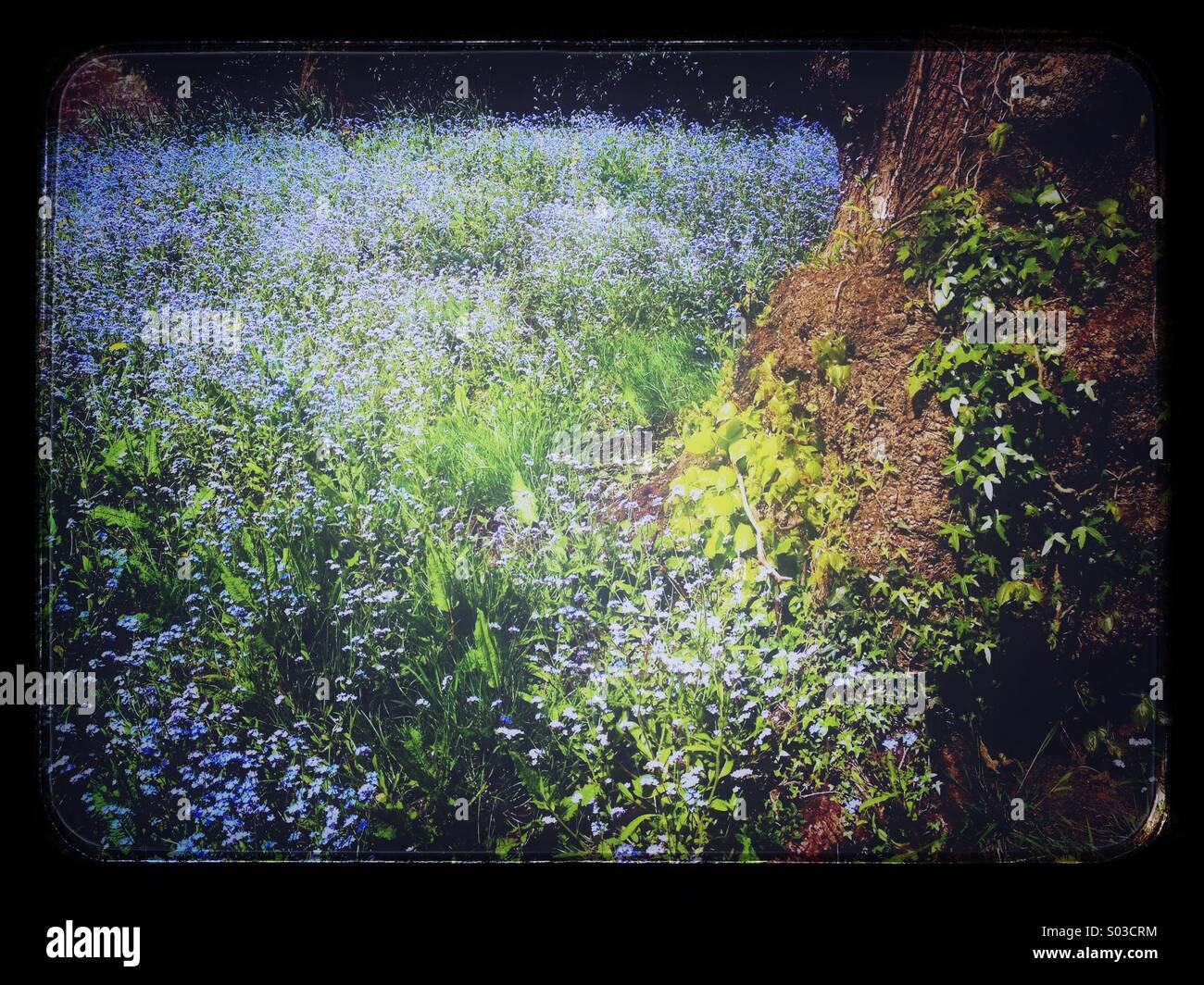 Dimenticare-me-non fiori e tronco di albero - Immagine stock catturata con smartphone