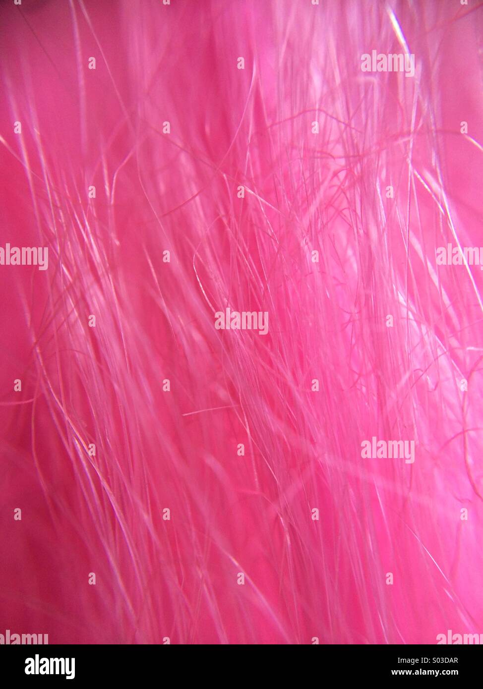 Macro di fibre di rosa Foto Stock