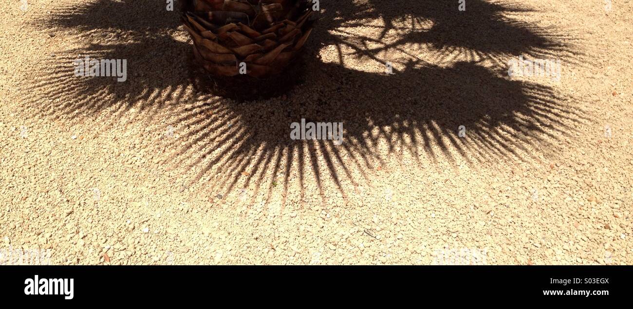 Ombra di palme tropicali lascia riflessa sul terreno Foto Stock