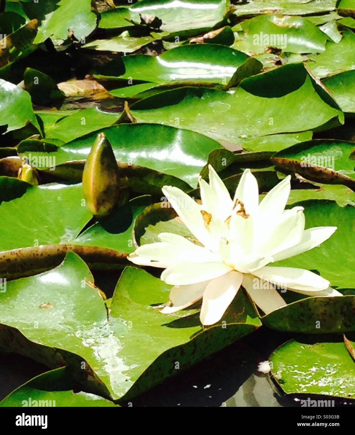 Acqua lilly toni giallo pallido con verdeggianti foglie su un laghetto - Immagine stock catturata con smartphone