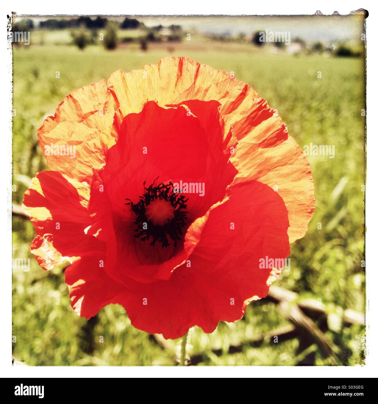 Fiore di papavero sullo sfondo dei campi sulla campagna dell'Umbria, Italia Foto Stock