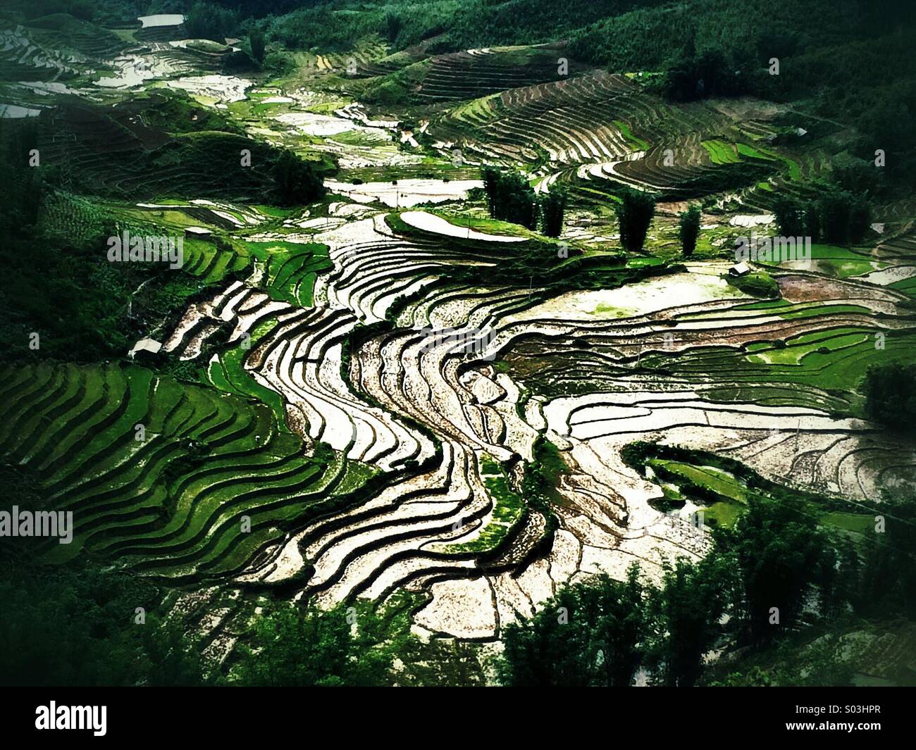 Riso piantagione nelle montagne della regione di Sapa. Il Vietnam Foto Stock