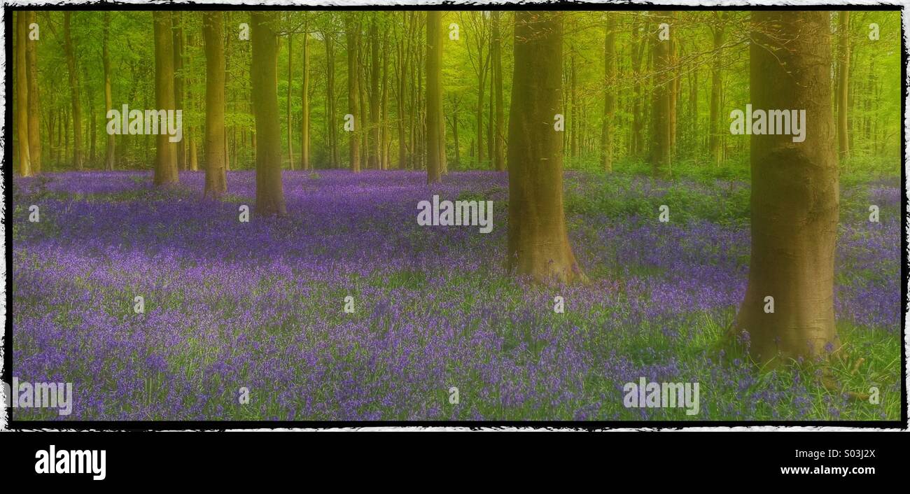 Un vago vista di un bosco inglese con un tappeto "' delle Bluebells (Hyacinthoides Non-Scripta). Primavera al suo meglio! - Immagine stock catturata con smartphone