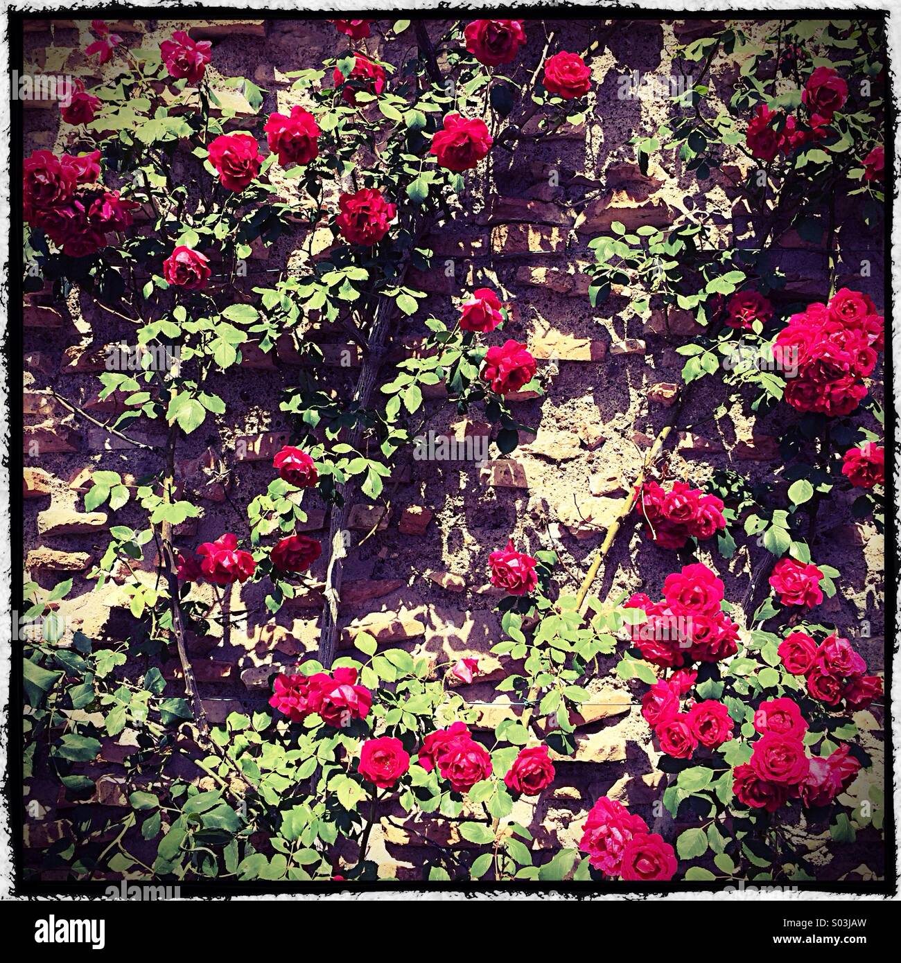 Rosso rosa rampicante in fiore in primavera Foto Stock