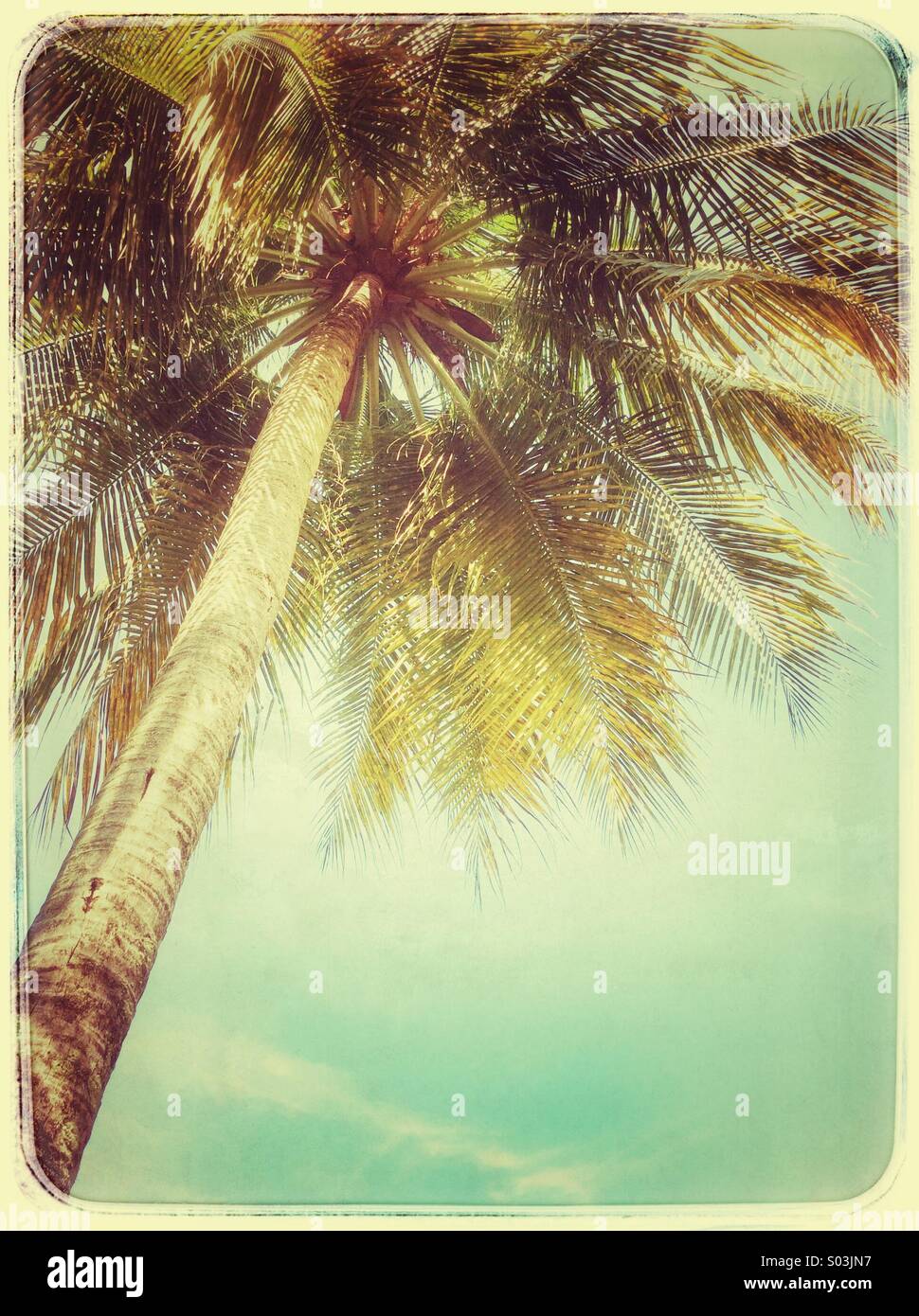 Palm tree di sole e cielo blu Foto Stock