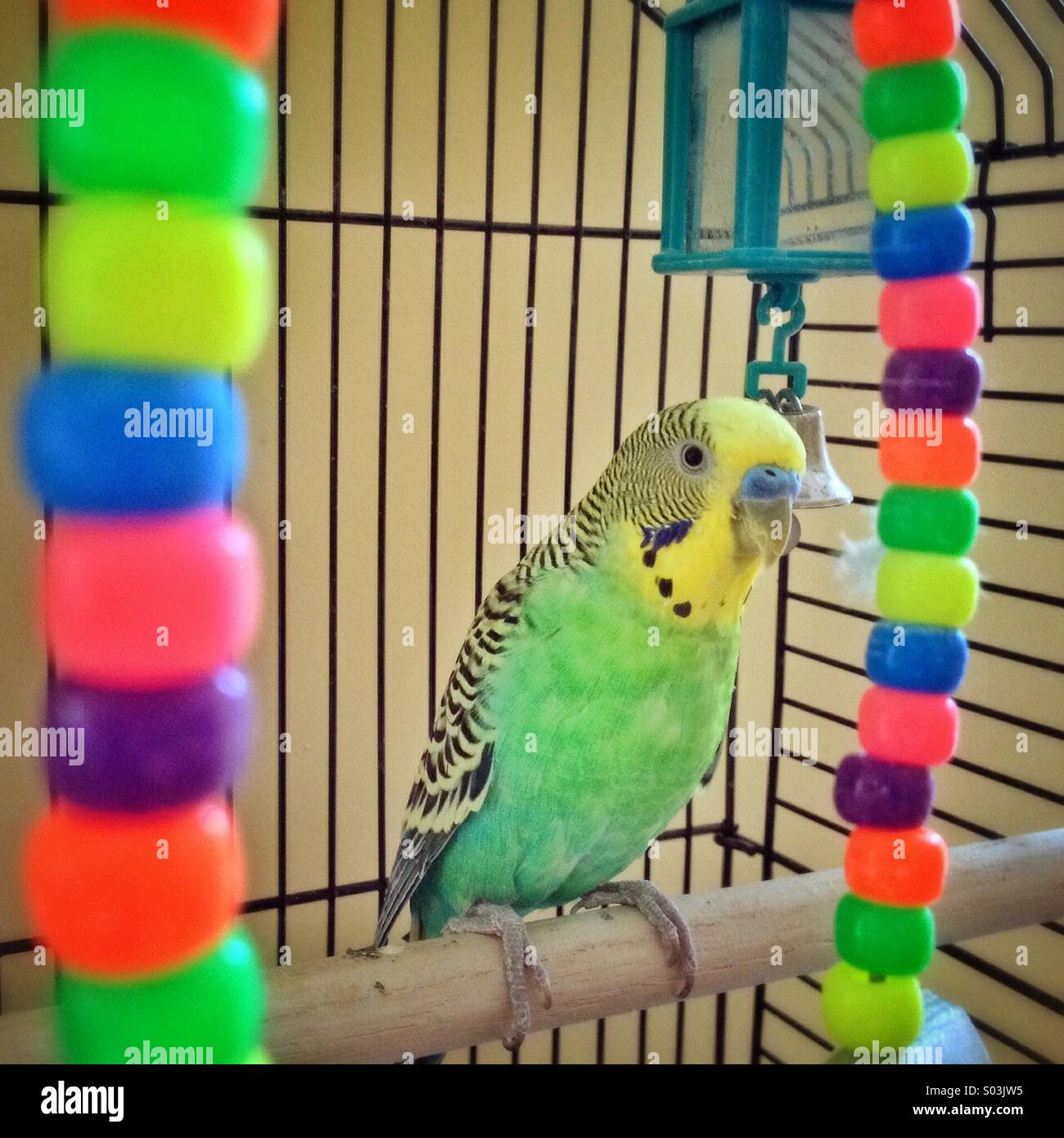 Verde e giallo uccello Budgie all'interno colorato gabbia. Foto Stock