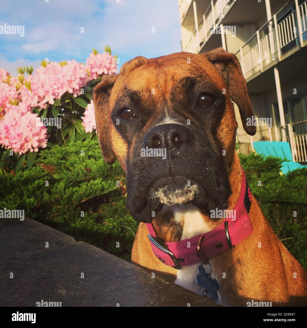 Ritratto del pugile, Seattle - Immagine stock catturata con smartphone