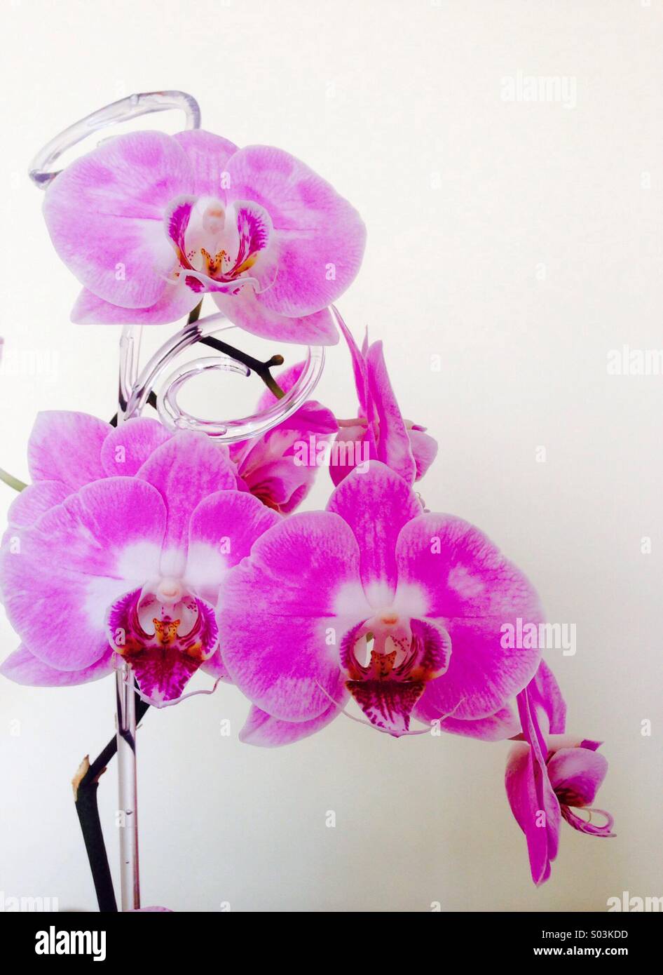 Rosa e le orchidee bianche Foto Stock