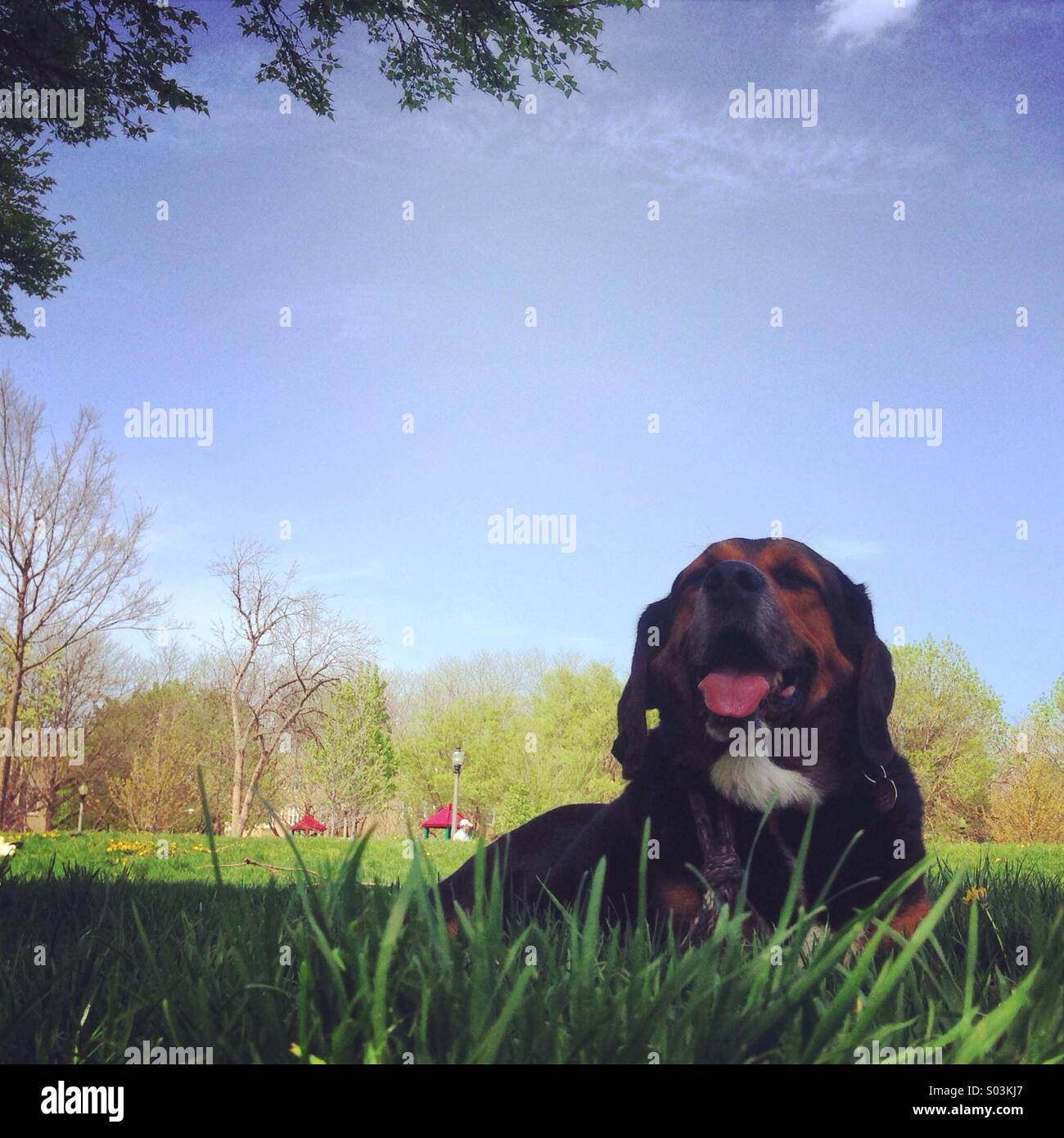 Cane al di fuori di relax in un parco Foto Stock