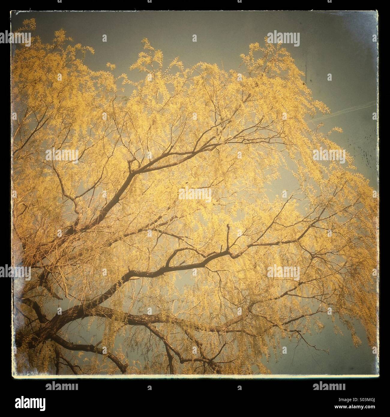 Creative ed anticato immagine di germogliamento willow rami di alberi Foto Stock