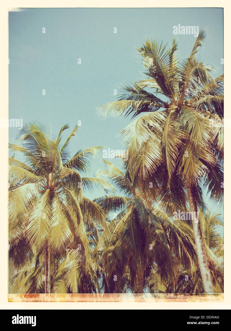Palme di cocco e cielo blu Foto Stock