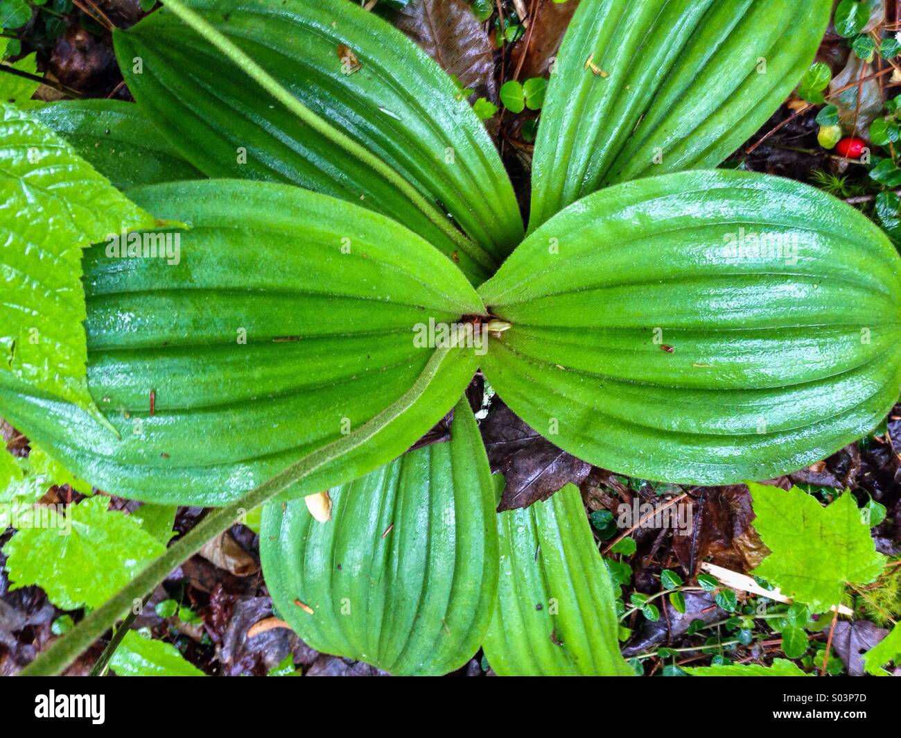 Rosa Ladys-Slippers, Great Smoky Mountains NP, TN Foto Stock