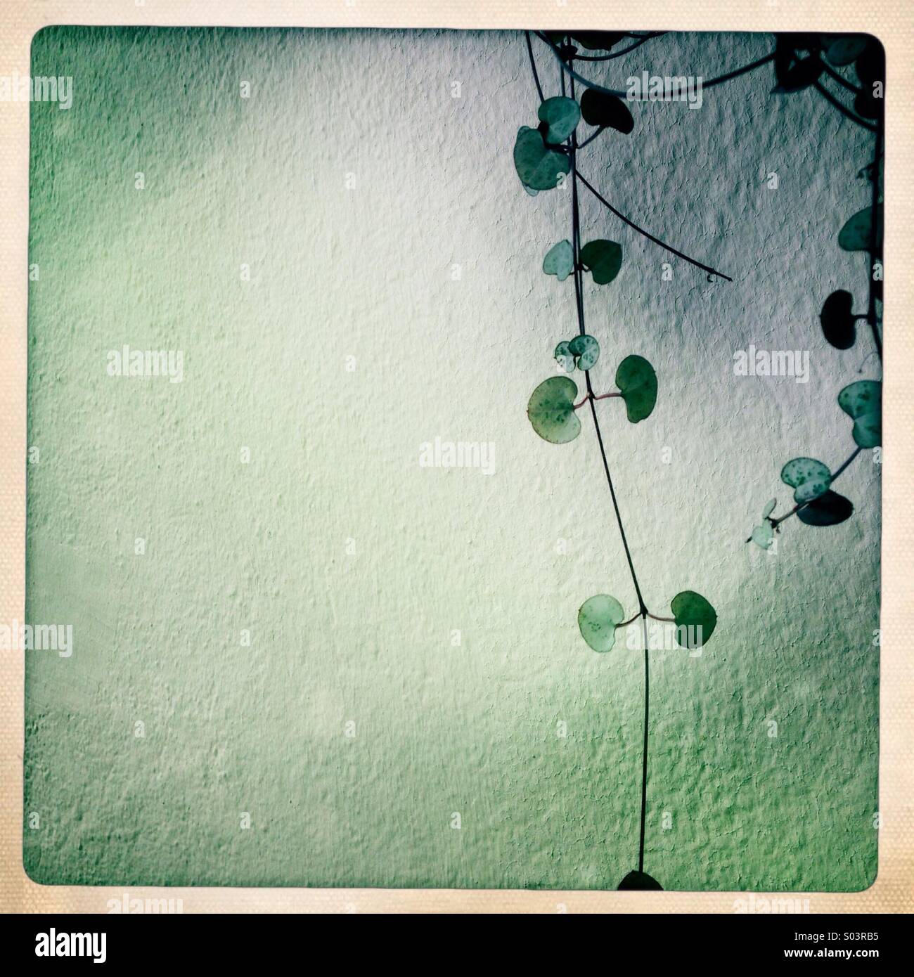 Impianto delicato trellis - Immagine stock catturata con smartphone