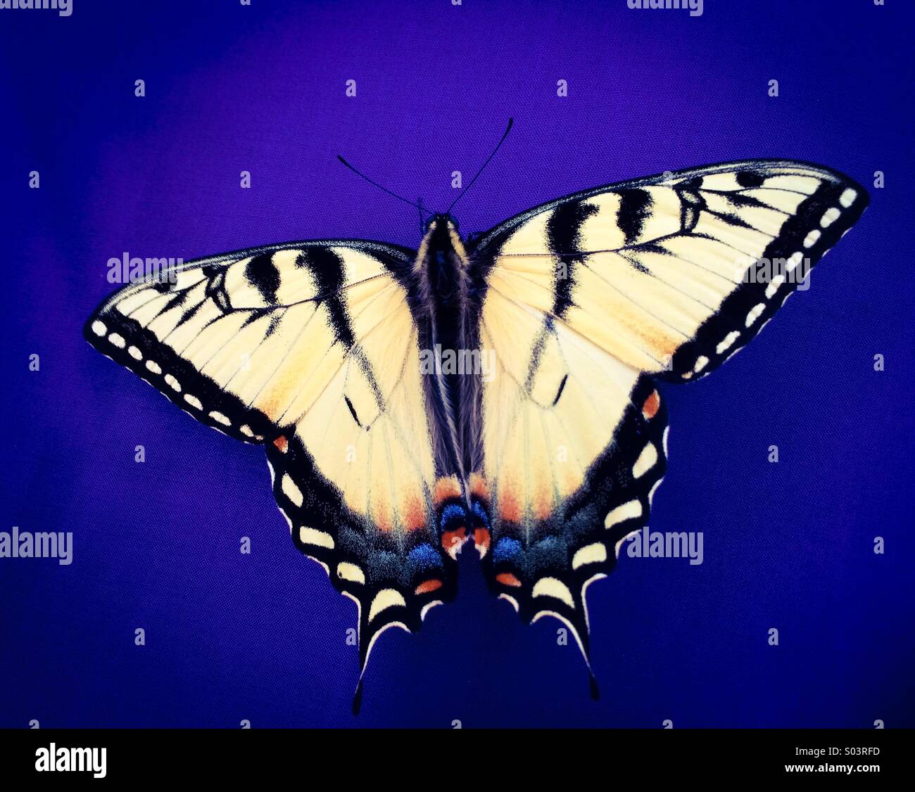 Butterfly su blu - Immagine stock catturata con smartphone