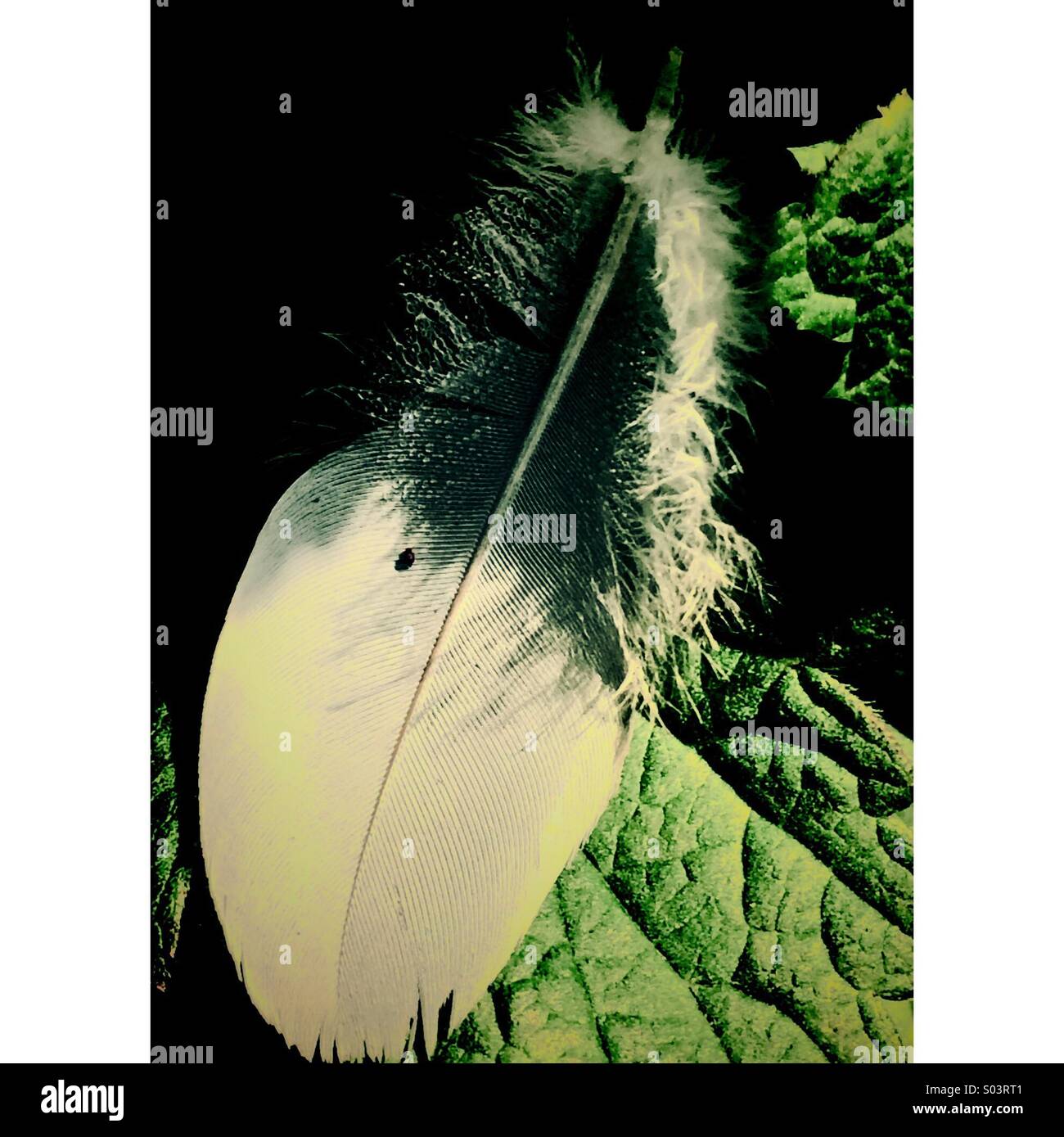 Piuma su foglia - Immagine stock catturata con smartphone