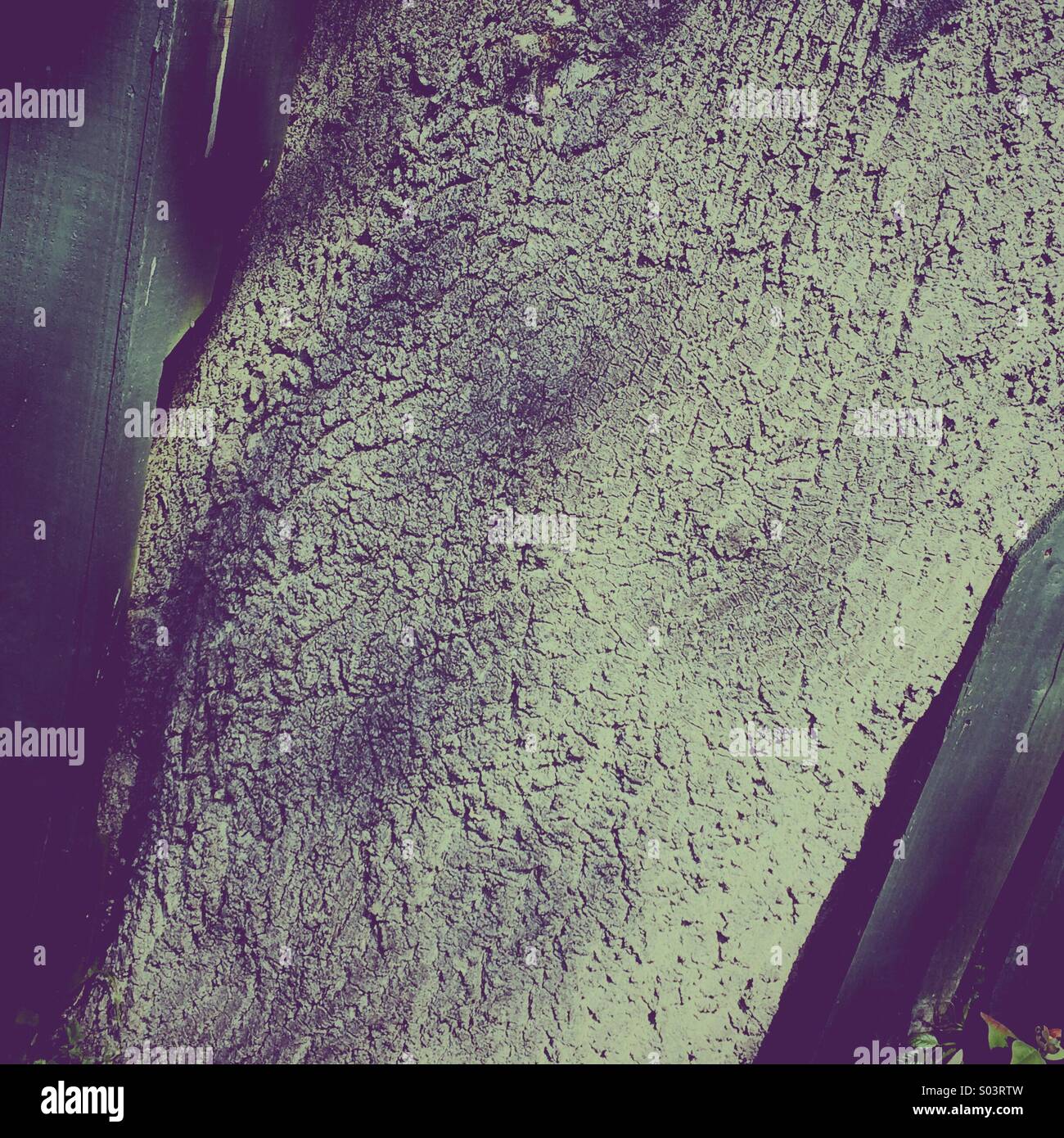 Tronco di quercia cresce attraverso la recinzione di legno - Immagine stock catturata con smartphone