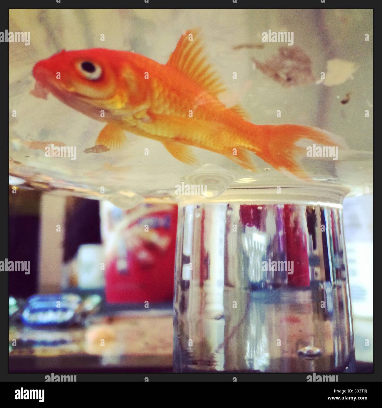 Coppe monoporzione goldfish Foto Stock