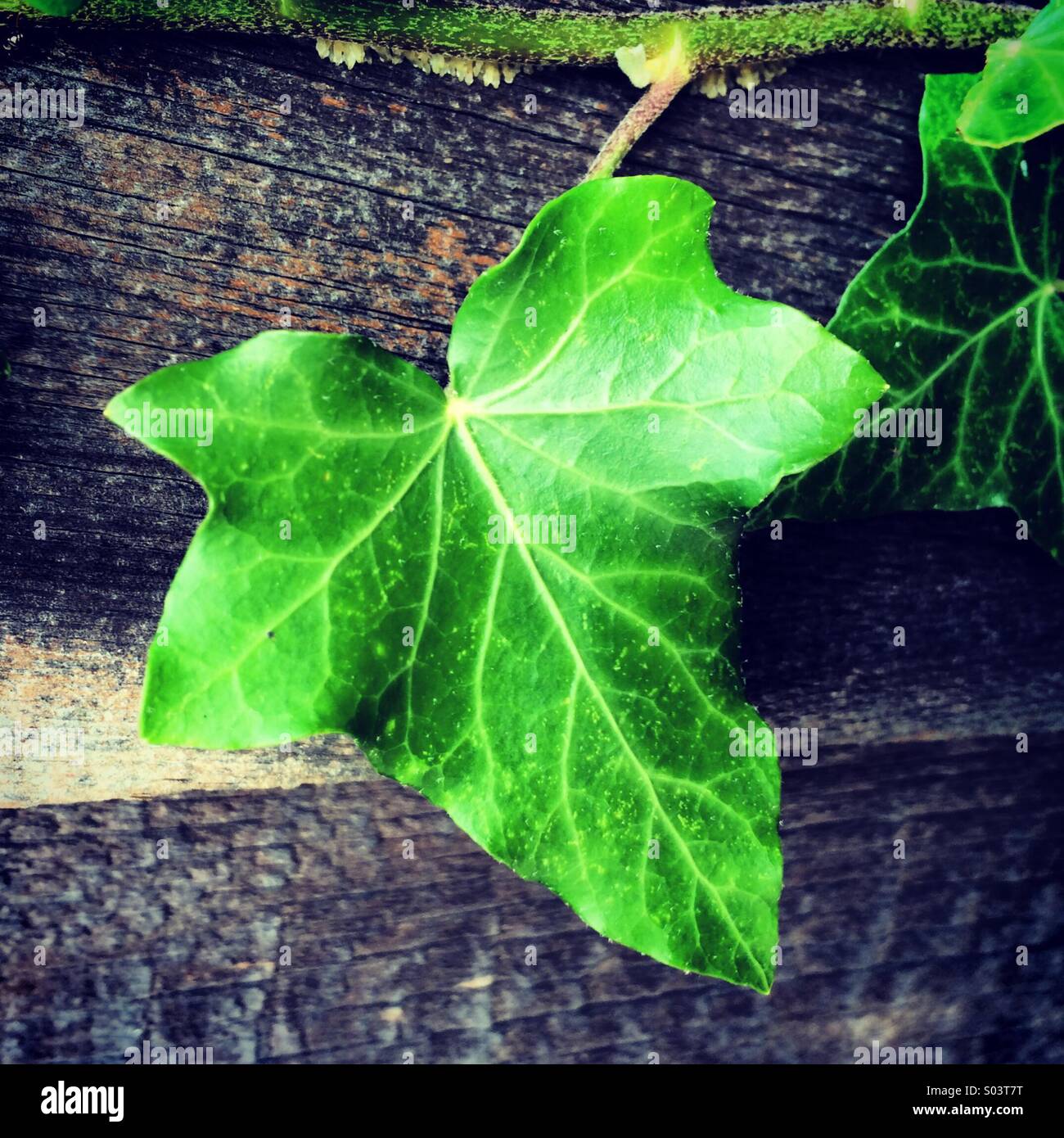 Close-up di un verde foglia di edera. Foto Stock