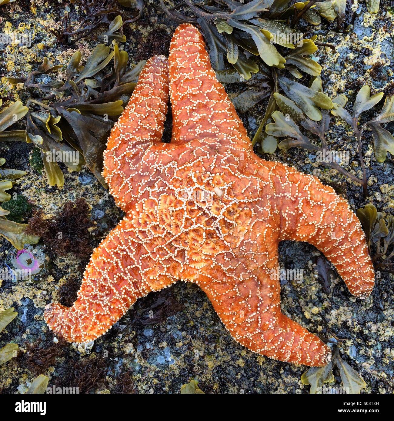 Ocra stella di mare (Pisaster ochraceus) a bassa marea, Shi-Shi Beach, Parco Nazionale di Olympic, Washington - Immagine stock catturata con smartphone