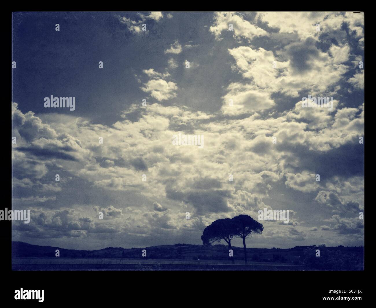 Due alberi di pino sullo sfondo di un cielo pieno di nuvole nella campagna umbra vicino a Perugia - Immagine stock catturata con smartphone