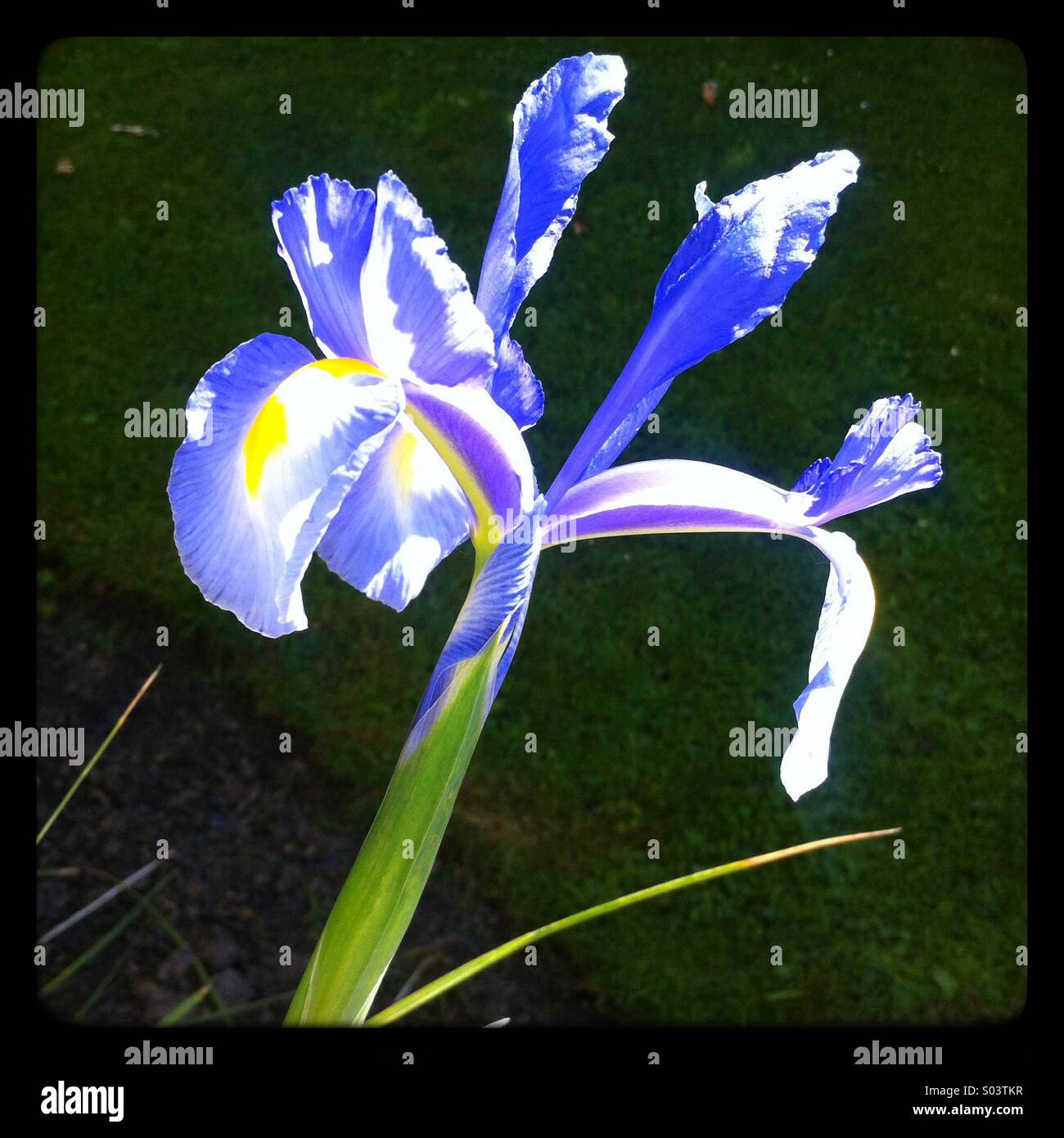Splendido fiore di Iris blu e bianco che fiorisce in giardino durante la primavera - Immagine stock catturata con smartphone