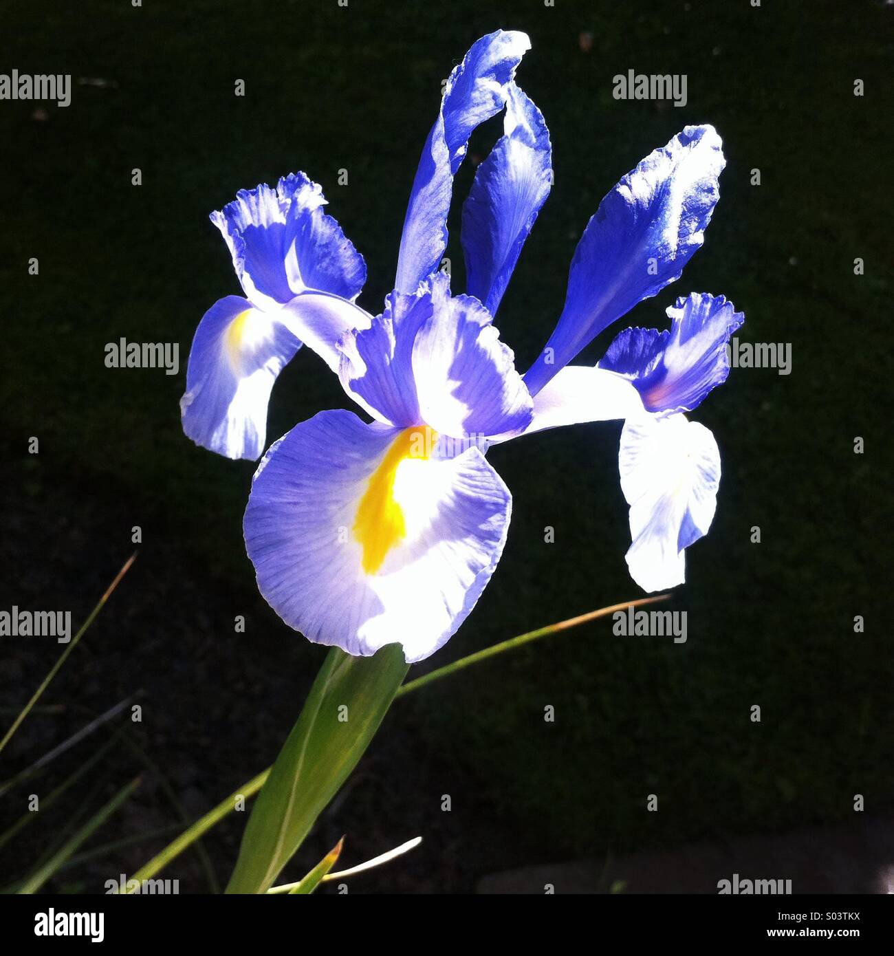 Splendido fiore di Iris blu e bianco che fiorisce in giardino durante la primavera - Immagine stock catturata con smartphone